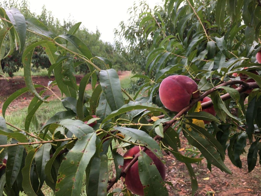 A fresh unpicked peach resting on a branch.