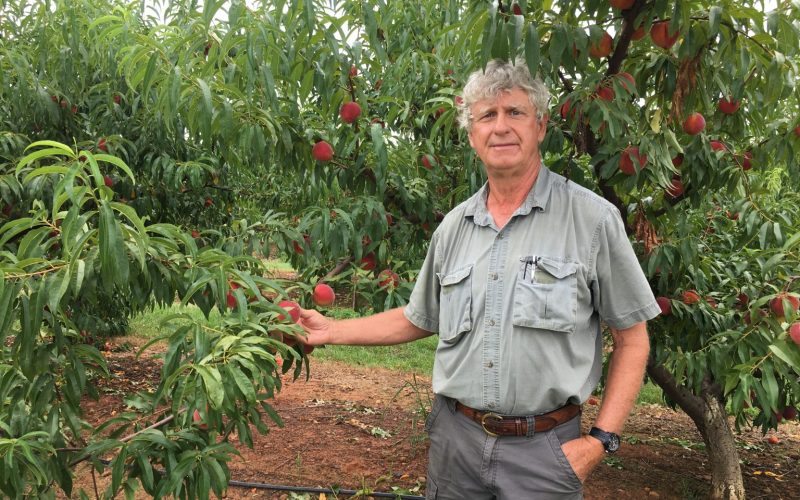 Joe Mitcham Jr. standing next to a peach tree.